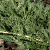 Blauer Teppichwacholder Glauca 20-30cm - Juniperus Media