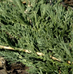 Blauer Teppichwacholder Glauca 20-30cm - Juniperus Media