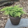 Goldener Strauchwacholder Gold Star 20-30cm - Juniperus Media