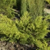 Goldgelber Wacholder Gold Coast 30-40cm - Juniperus Media