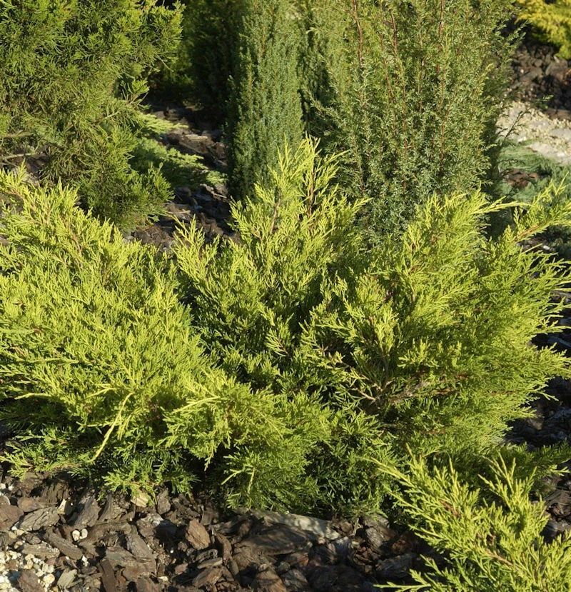 Goldgelber Wacholder Gold Coast 30-40cm - Juniperus Media 1 Goldgelber Wacholder Gold Coast 30-40cm - Juniperus Media