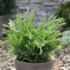 Grüner Strauchwacholder Mint Julep 50-60cm - Juniperus Media