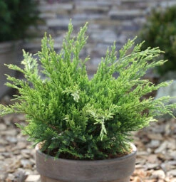 Grüner Strauchwacholder Mint Julep 15-20cm - Juniperus Media