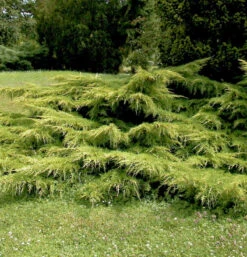 Gelber Pfitzerwacholder 20-30cm - Juniperus Media