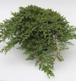 Japanischer Kriechwacholder 30-40cm - Juniperus Procumbens