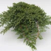 Japanischer Kriechwacholder 15-20cm - Juniperus Procumbens