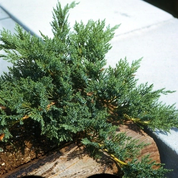 Mooswacholder Rockery Gem 40-50cm - Juniperus Sabina 1 Mooswacholder Rockery Gem 40-50cm - Juniperus Sabina