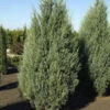 Säulen Wacholder Moonglow 60-80cm - Juniperus Scopulorum