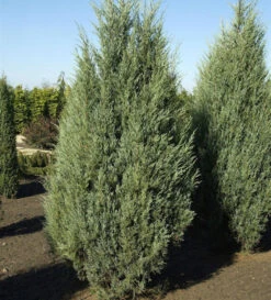 Säulen Wacholder Moonglow 60-80cm - Juniperus Scopulorum