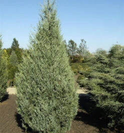 Säulenwacholder Wichita Blue 40-50cm - Juniperus Scopulorum