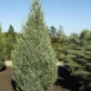 Säulenwacholder Wichita Blue 50-60cm - Juniperus Scopulorum
