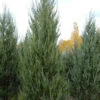 Raketenwacholder Skyrocket 100-125cm - Juniperus Scopulorum