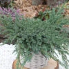 Blauer Teppichwacholder 30-40cm - Juniperus Squamata
