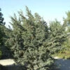 Blauzeder Wacholder 50-60cm - Juniperus Squamata