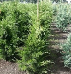 Zypressen Wacholder Canaeetii 50-60cm - Juniperus Virginiana