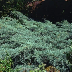 Breitwacholder Grey Owl 60-80cm - Juniperus Virginiana