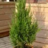 Wacholder Helle 50-60cm - Juniperus Virginiana