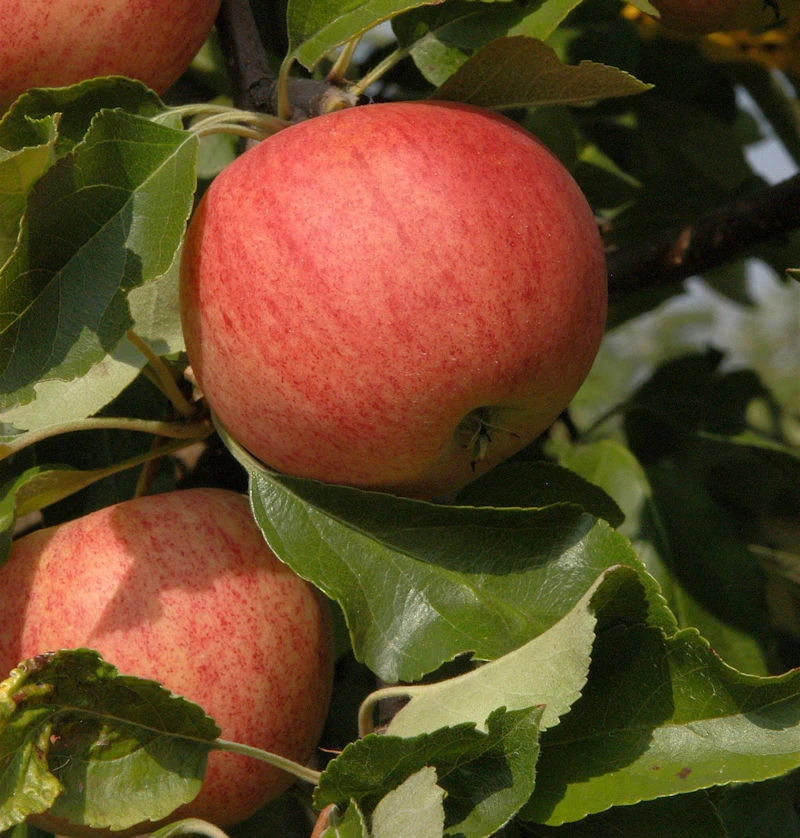 Säulenapfel Waltz 60-80cm - Süßer Apfel 1 Säulenapfel Waltz 60-80cm - Süßer Apfel