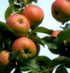 Apfelbaum Freiherr Von Berlepsch 60-80cm - Vitaminreich Und Fest