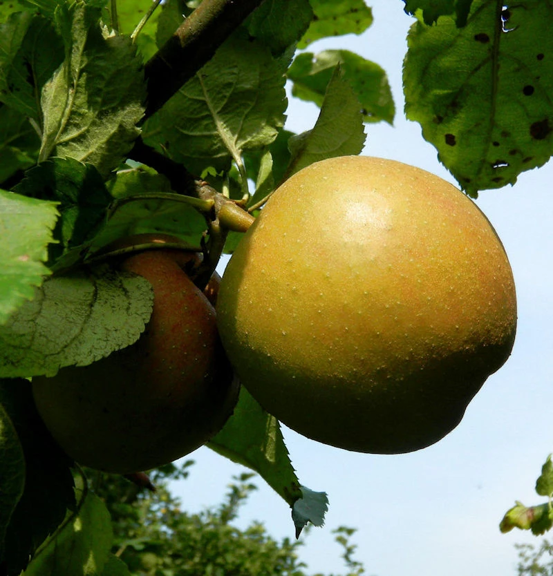 Apfelbaum Goldboskoop 60-80cm - Guter Winterapfel 1 Apfelbaum Goldboskoop 60-80cm - Guter Winterapfel