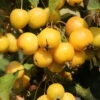 Hochstamm Zierapfel Golden Hornet 100-125cm - Malus Hybride