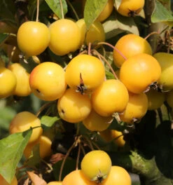Zierapfel Golden Hornet 60-80cm - Malus Hybride