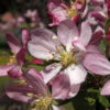 Zierapfel Hillieri 60-80cm - Malus Hybride