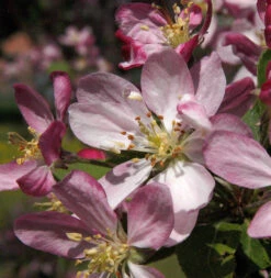 Zierapfel Hillieri 60-80cm - Malus Hybride