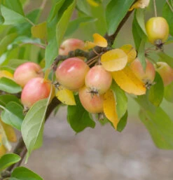 Zierapfel John Downie 100-125cm - Malus Hybride