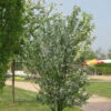 Zierapfel Red Obelisk 60-80cm - Malus Hybride