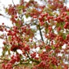 Zierapfel Red Jewel 60-80cm - Malus Hybride