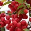 Zierapfel Red Sentinel 80-100cm - Malus Hybride