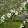 Zierapfel Striped Beauty 100-125cm - Malus Hybride