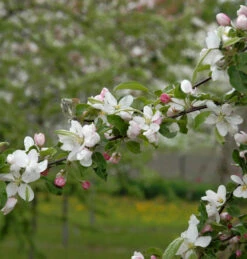 Zierapfel Striped Beauty 100-125cm - Malus Hybride