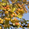 Zierapfel Butterball 125-150cm - Malus Hybride