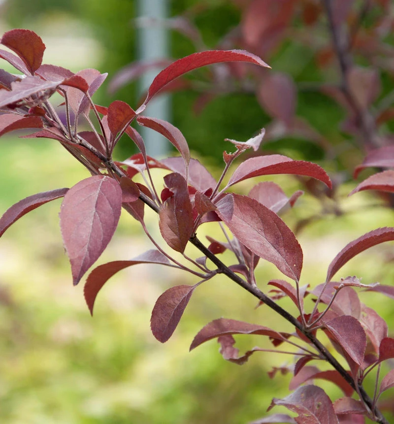 Zierapfel Coccinella 60-80cm - Malus Hybride 1 Zierapfel Coccinella 60-80cm - Malus Hybride