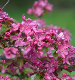 Zierapfel Eleyi 125-150cm - Malus Hybride