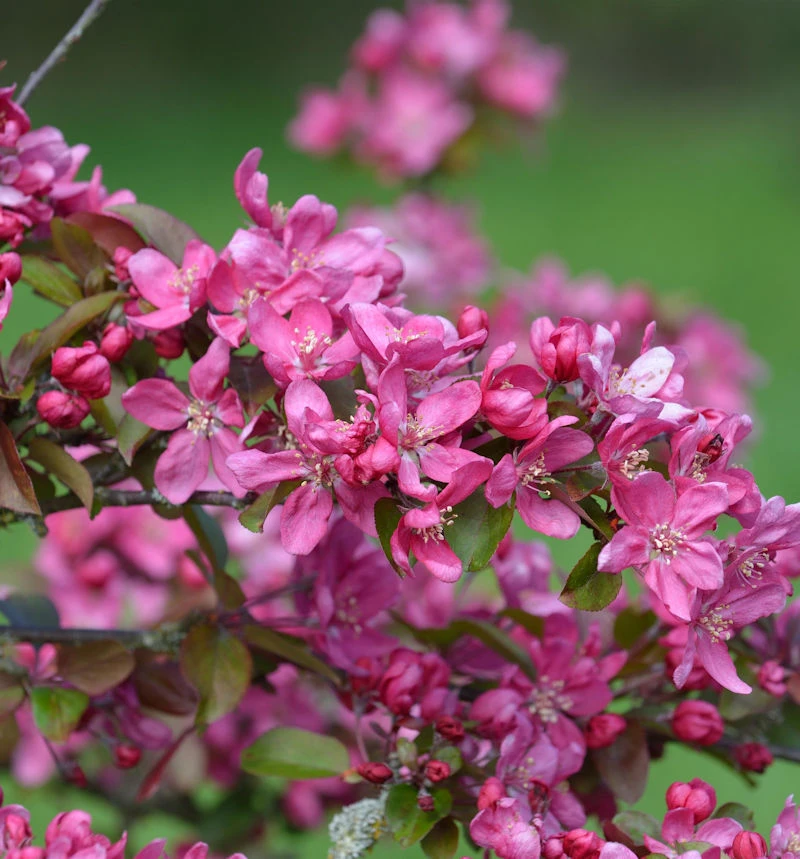 Zierapfel Eleyi 125-150cm - Malus Hybride 1 Zierapfel Eleyi 125-150cm - Malus Hybride