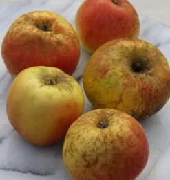 Apfelbaum Pannemanns Tafelapfel 60-80cm - Fest Und Saftig