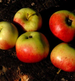 Apfelbaum Prinz Albrecht Von Preussen 60-80cm - Saftig Und Knackig