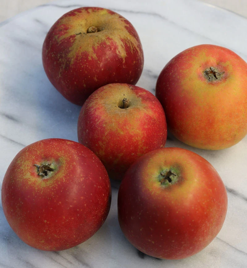 Apfelbaum Roter Münsterländer 60-80cm - Ein Lagerapfel 1 Apfelbaum Roter Münsterländer 60-80cm - Ein Lagerapfel