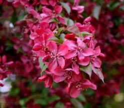 Hochstamm Zier Apfelbaum Royalty 60-80cm - Malus Royalty