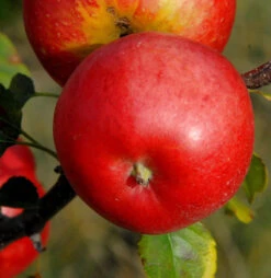Apfelbaum Schöner Von Herrenhut 60-80cm - Goldgelbe Früchte