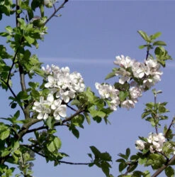 Wildapfel - Holzapfel 80-100cm - Malus Sylvestris