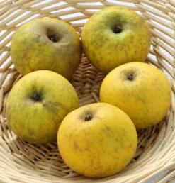 Apfelbaum Bockenhusen 60-80cm - Süßsäuerliche Und Feste Winteräpfel