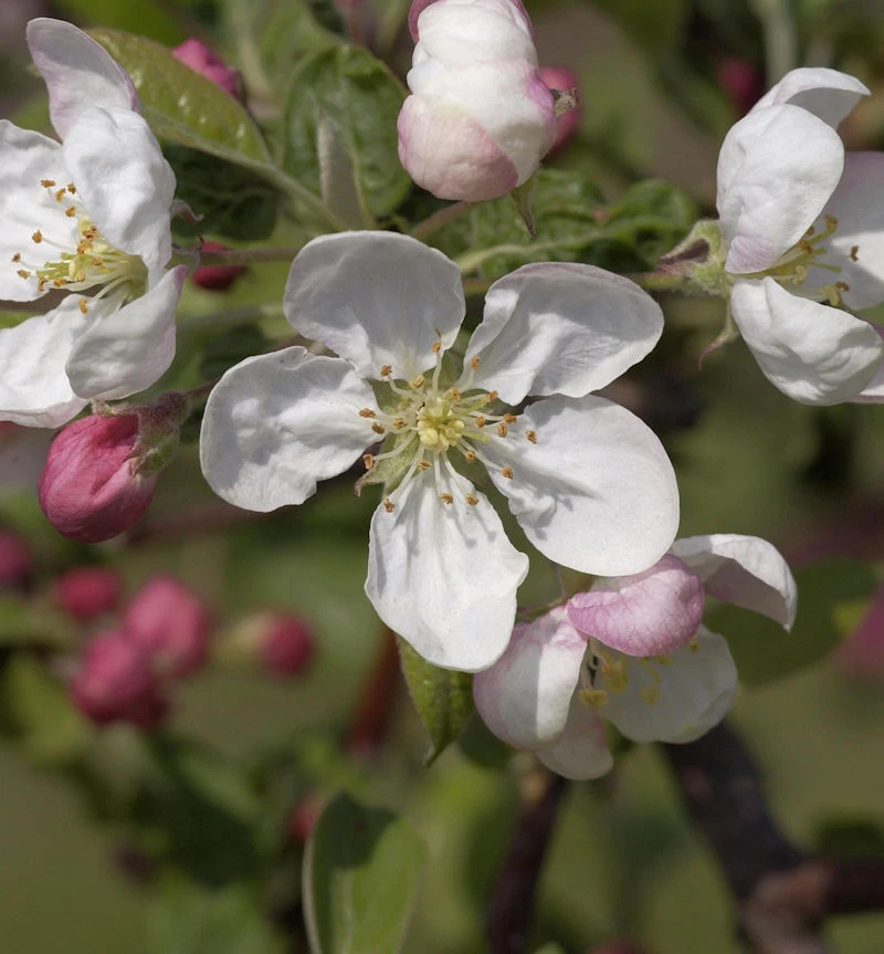 Hochstamm Zierapfel Evereste 100-125cm - Malus Hybride 1 Hochstamm Zierapfel Evereste 100-125cm - Malus Hybride