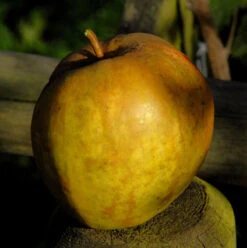 Apfelbaum Haferapfel 60-80cm - Großzellig Und Feinwürzig