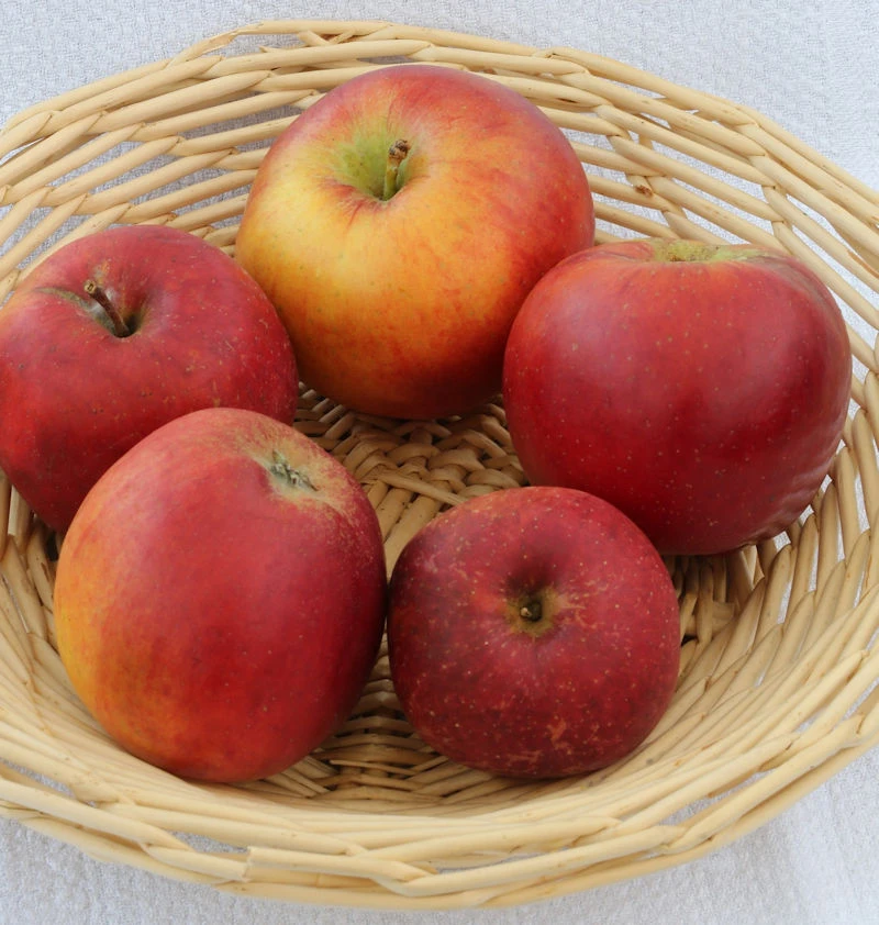 Apfelbaum Reitländer 60-80cm - Fest Und Knackig 1 Apfelbaum Reitländer 60-80cm - Fest Und Knackig