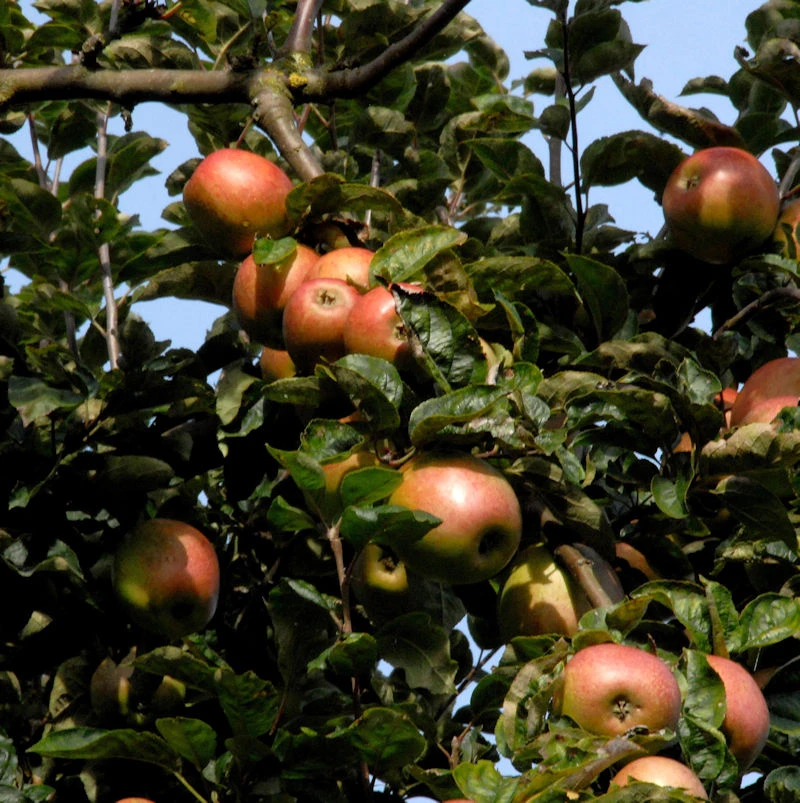 Apfelbaum Rheinischer Winterrambour 60-80cm - Grünrote Früchte 1 Apfelbaum Rheinischer Winterrambour 60-80cm - Grünrote Früchte