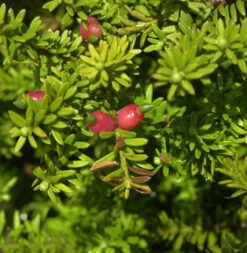 Schnee Steineibe 30-40cm - Podocarpus Nivalis